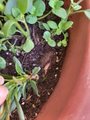Any idea what this rogue plant/seed thing is?