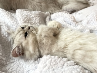 Sleepy kitten cuddles 