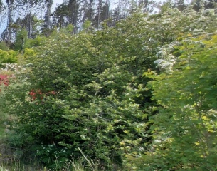 Land overgrown with grass