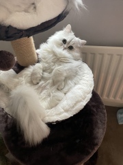 Hundreds of cats, thousands of cats, millions and billions and trillions of cats