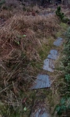 Land overgrown with grass