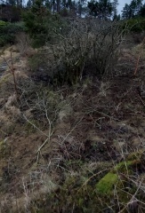 Land overgrown with grass