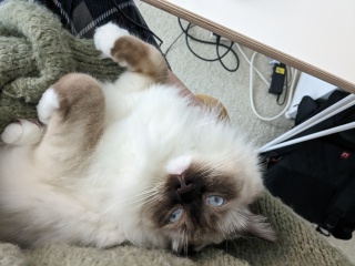 Does anyone have a ragdoll?