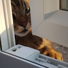 Thug cat part 5 - For he will not do destruction, if he is well-fed, neither will he spit without provocation.