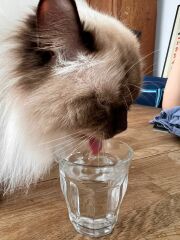 Does anyone have a ragdoll?