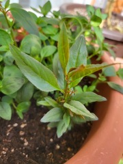 Any idea what this rogue plant/seed thing is?