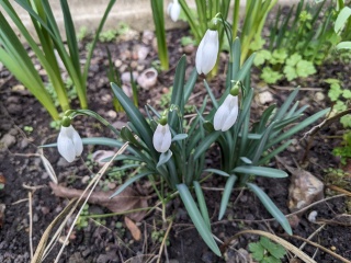 4 flowering things in my garden today!
