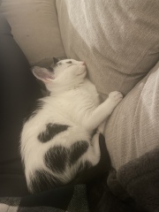 Should I let kitten eat as much as she wants? 