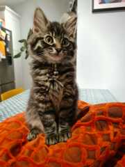 Please help - kitten won't stop chasing the dogs