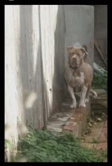 4 year old killed by a dog.