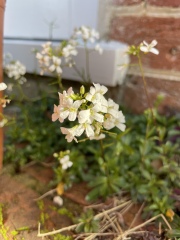 4 flowering things in my garden today!