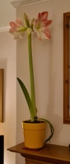 Who'd like an Amaryllis (Hippeastrum) thread?