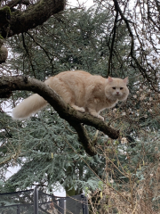 How to get kitten when husband is allergic?