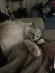 Ragdoll  rescue cat - what do I need?