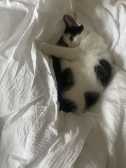 Should I let kitten eat as much as she wants? 
