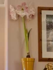 Who'd like an Amaryllis (Hippeastrum) thread?
