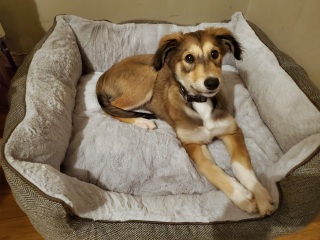 breed size and insurance