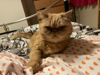 Sicky Cheddar.