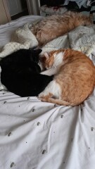 To ask to see your pets? 