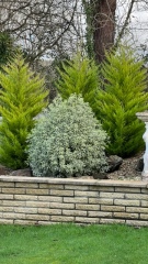 Is my evergreen beyond help? 