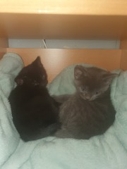 New kittens!!