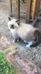 Does anyone have a ragdoll?