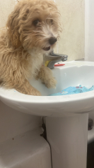 Puppy Survival Thread - as we approach Fireworks night for the first time…