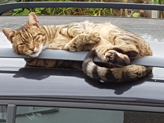 Thug cat part 5 - For he will not do destruction, if he is well-fed, neither will he spit without provocation.