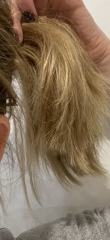 Is this a bad haircut?