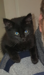 Hundreds of cats, thousands of cats, millions and billions and trillions of cats