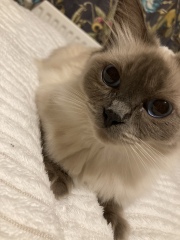 Does anyone have a ragdoll?