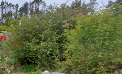 Land overgrown with grass