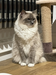 Does anyone have a ragdoll?