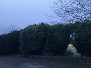 New Year's Gardening Plans Resolutions?