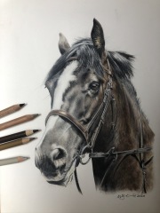 Pet portraits - brutally honest opinions needed 