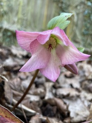 4 flowering things in my garden today!