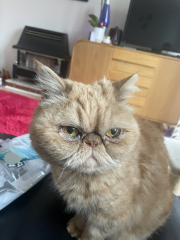 Cat Appreciation Post