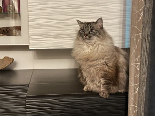 Does anyone have a ragdoll?