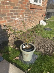 Rose pruning