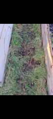 Tufty, clumpy grass paths 