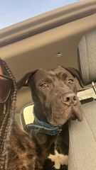 Dog found