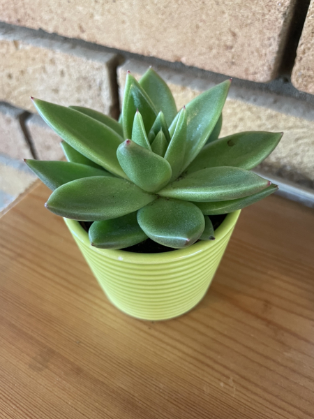 Indoor tree/tall plant