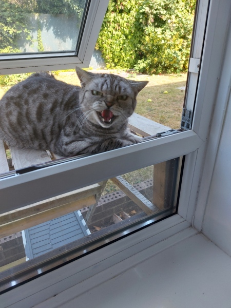 To wonder if big cats really can be roaming the countryside?