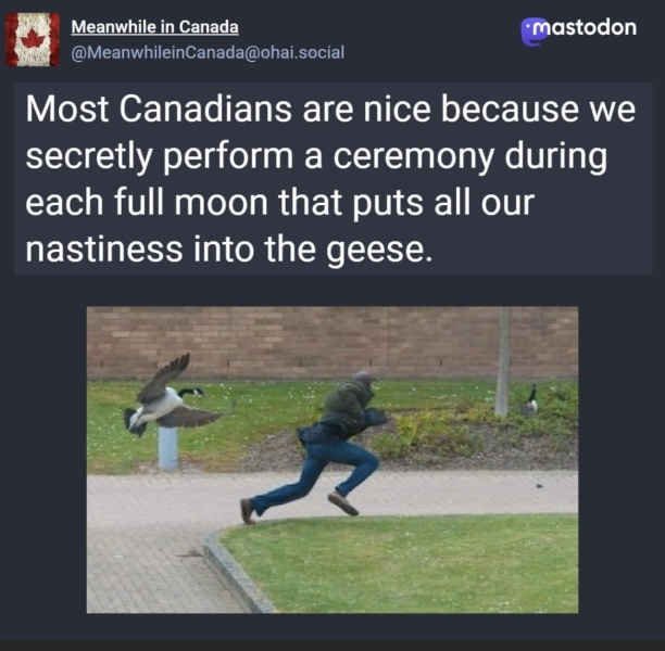 A question about Corvids