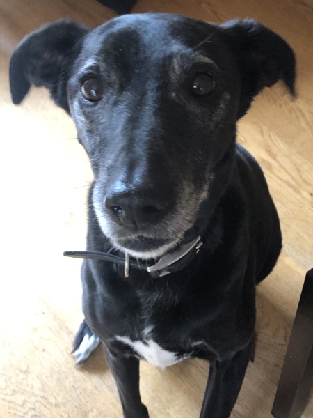 Tell me everything I need to know about Labradors please!