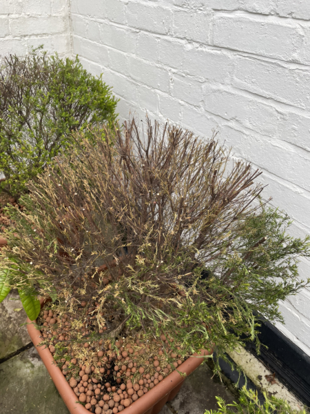 Are these plants dead?