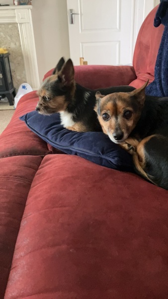 AIBU to ask how I can stop my living room smelling like dog?