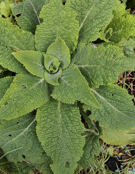 Plant id help please