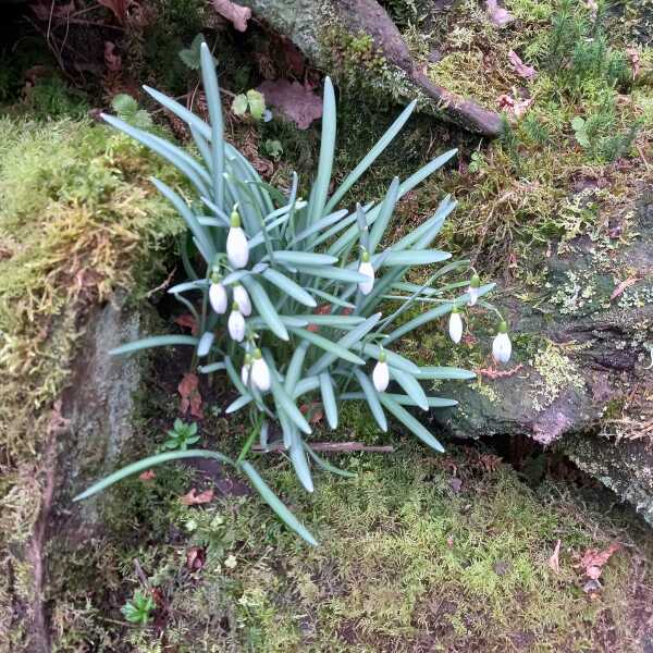 Spring things that you can look forward to in the next few weeks
