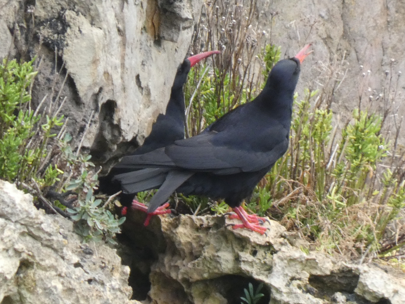 A question about Corvids